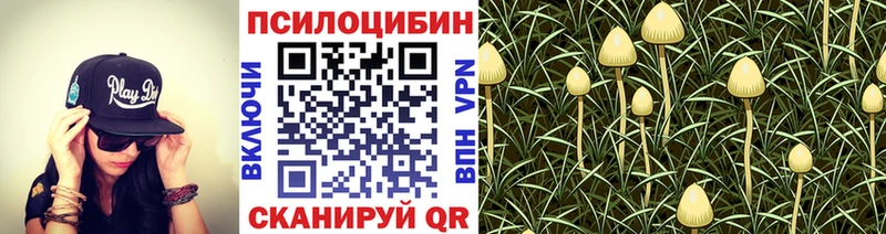Галлюциногенные грибы Psilocybe  закладка  Курчалой 